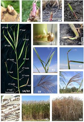 Description and Codification of Miscanthus × giganteus Growth Stages for Phenological Assessment